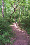 Trail Picture